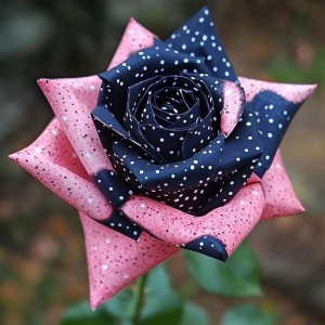 Trandafiri 'Rosa Garden' Hibrizi Twilight Aurora - Rădăcină ambalată