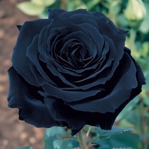 Trandafiri Rosa Spectrum Hibrizi - Black Majesty - Anul 3 - Ghiveci 2L