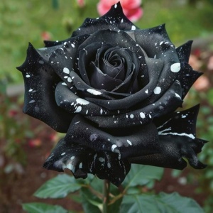 Trandafiri Rosa Spectrum Hibrizi Black Shadow - Anul 3 - Ghiveci 2L