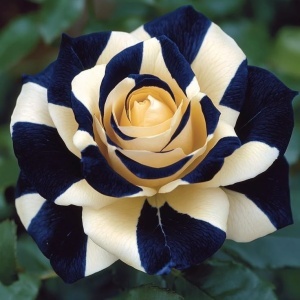Trandafiri Rosa Spectrum Hibrizi Indigo Dusk - Anul 3 - Ghiveci 2L