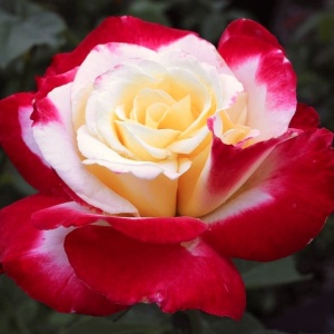 Trandafiri teahibrizi -Double Delight - Anul 3 - Ghiveci 2L - Img 4