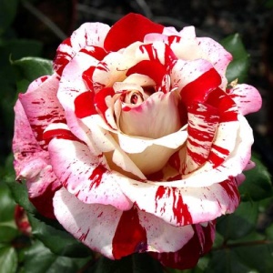 Trandafiri teahibrizi - Luridiana White Red - Ghiveci 3L - Aqua Flowers - Img 2