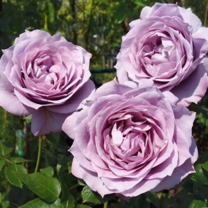 Trandafiri Teahibrizi - Novalis - Ghiveci 3L - Aqua Flowers - Img 2