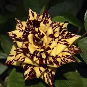 Trandafiri teahibrizi - Simsalabim - Rădăcină ambalată - Img 4