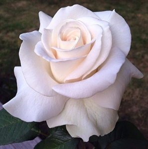 Trandafiri teahibrizi - Snow Time - Rădăcină ambalată - Img 3