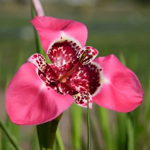 Trigridia - Pink – Pachet 5 bulbi - Aqua Flowers - Img 3