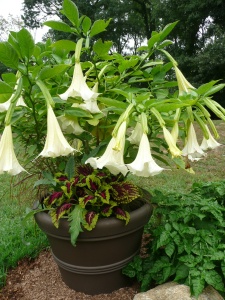 Trompeta îngerilor - Brugmansia - La ghiveci de 3L - Înălțime la livrare 60-70cm - Aqua Flowers - Img 2