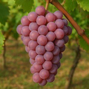 Vita de Vie - Chasselas - Rădăcină Ambalată Anul 2