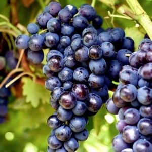 Vita de Vie Muscat Adda - Ghiveci 2L