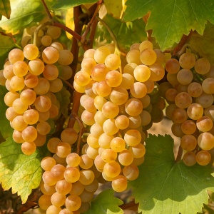 Vita de Vie Perla de Zala - Rădăcină - Anul 3