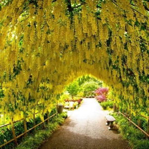 Wisteria Glicina Galbena - Yellow - Ghiveci 2L - Img 1