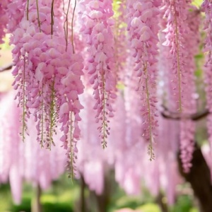 Wisteria - Glicina - Pink Sinensis - Ghiveci 2L