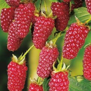 Zmeur-Mur Tayberry - Pe Rod - Ghiveci 2L - H 30 - 40 cm - Img 1