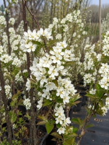 🤍🌿 Amelanchier (Pomul de Stafide) – Ghiveci 1,5 L - Img 2