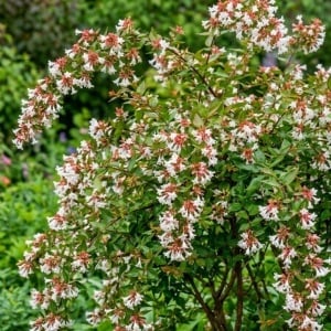 Abelia Vesnic Verde (Abelia x grandiflora) – Arbust Înflorit – Ghiveci 2L