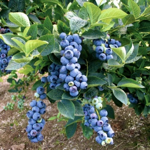 Afin - Bluegold - Ghiveci