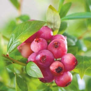 Afin Roz - Pink Lemonade - Ghiveci 2L - Anul 2 H 50 - 60 cm