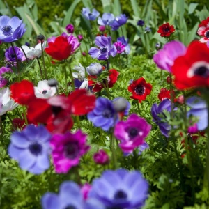 Anemone - De Caen Mixed – Pachet 20 bulbi - Img 2