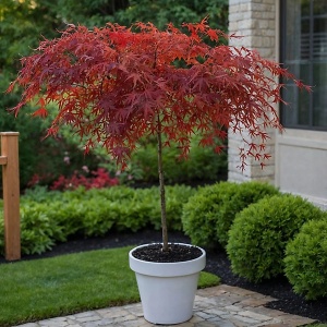Arbore/arbust - Artar Japonez - Garnet 5L - H 80 - 95 cm