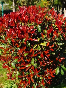 Arbore/arbust - Photinia - Aqua Flowers - Img 1