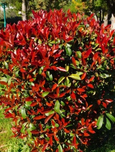 Arbore/arbust - Photinia - ghiveci