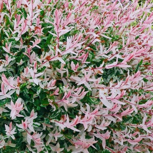 Arbore/arbust - Salcie Japoneză (Salix Flamengo) - Tufa -Ghivei H 50cm-60cm