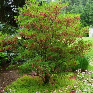 Arbust cu clopotei - Enkianthus campanulatus - Ghiveci H 80 cm