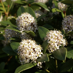 Arbust - Liliac Japonez – Skimmia Japonica White – Ghiveci - Img 2