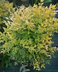 Arbust ornamental - Bambus Sfânt Nandina Lemon Lime - ghiveci 2L - Img 3