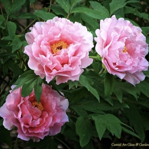 Arbust ornamental - Bujor arbustiv Hana Kisoi - ghiveci 3L - Img 2