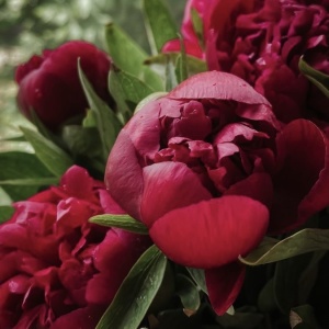 Arbust ornamental - Bujor Red Charm - ghiveci 3L - Img 2