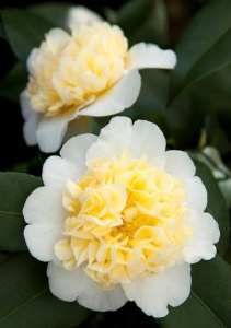 Arbust ornamental - Camelia Japonica Alb-Galben - Blue Angel- Ghiveci 2L - Aqua Flowers - Img 3