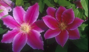 Arbust ornamental - Clematis - Dr. Ruppel - Ghiveci 2L - Img 2