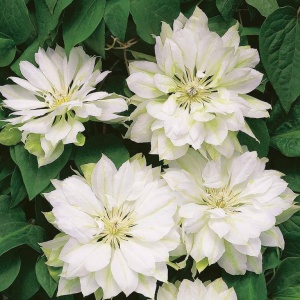 Arbust ornamental - Clematis - Yukosi - Ghiveci 2L