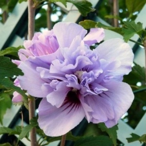 Arbust ornamental - Hibiscus Syriacus - Lavender Chiffon - Aqua Flowers - Img 2