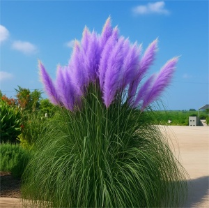 Arbust ornamental - Iarbă de Pampas Mov - Mărime la Livrare 60-70 cm - Ghiveci