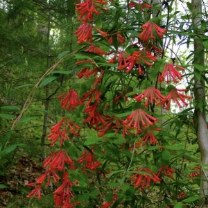 Arbust ornamental - Mâna Maicii Domnului / Caprifoi Lonicera Scarlet – Ghiveci - Aqua Flowers - Img 4
