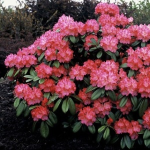 Arbust ornamental - Rhododendron - Morgenrot - Ghiveci 2L H 50 - 60 cm - Img 2
