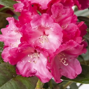 Arbust ornamental - Rhododendron - Morgenrot - Ghiveci 2L H 50 - 60 cm