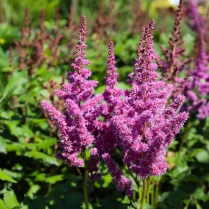 Astilbe - Purple Rain – Pachet 1 Rădăcină - Aqua Flowers - Img 2