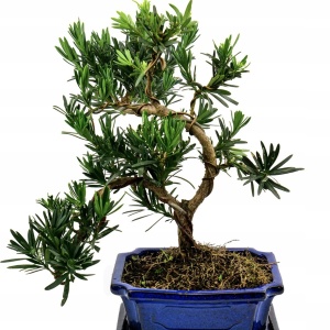 Bonsai Podocarpus - Aqua Flowers - Img 3