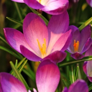 Branduse - Crocus - Zonatus Pachet 5 Bulbi