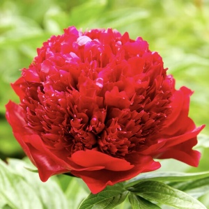 Bujor - Red Charm – Pachet 1 rădăcină - Aqua Flowers - Img 2