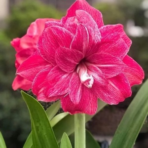 Bulbi Amaryllis - Candy Nymph - 1 bulb
