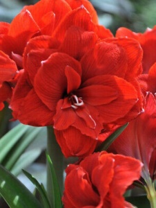 Bulbi Amaryllis - Double dragon