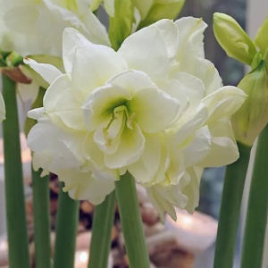 Bulbi Amaryllis - Jewel