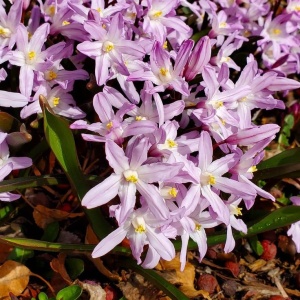 Bulbi Chionodoxa - Rosea – 5 bulbi