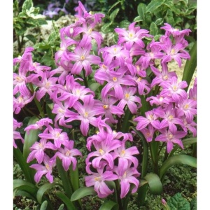 Bulbi Chionodoxa - Rosea – 5 bulbi