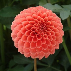 Bulbi Dalia Gigant Peach Serenade – 1 Bucată (Rădăcină)