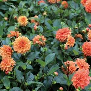 Bulbi Dalia - Orange Pitica - Pachet 1 bulb - Aqua Flowers - Img 3